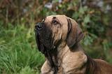 FILA BRASILEIRO 025